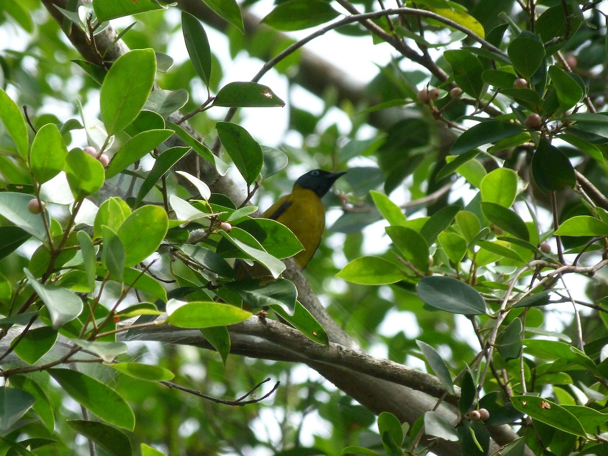 Black-headed Bulbul - ML75698931