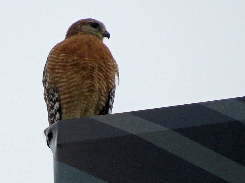 Red-shouldered Hawk - wendy wright