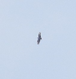 Black Vulture - ML75702291