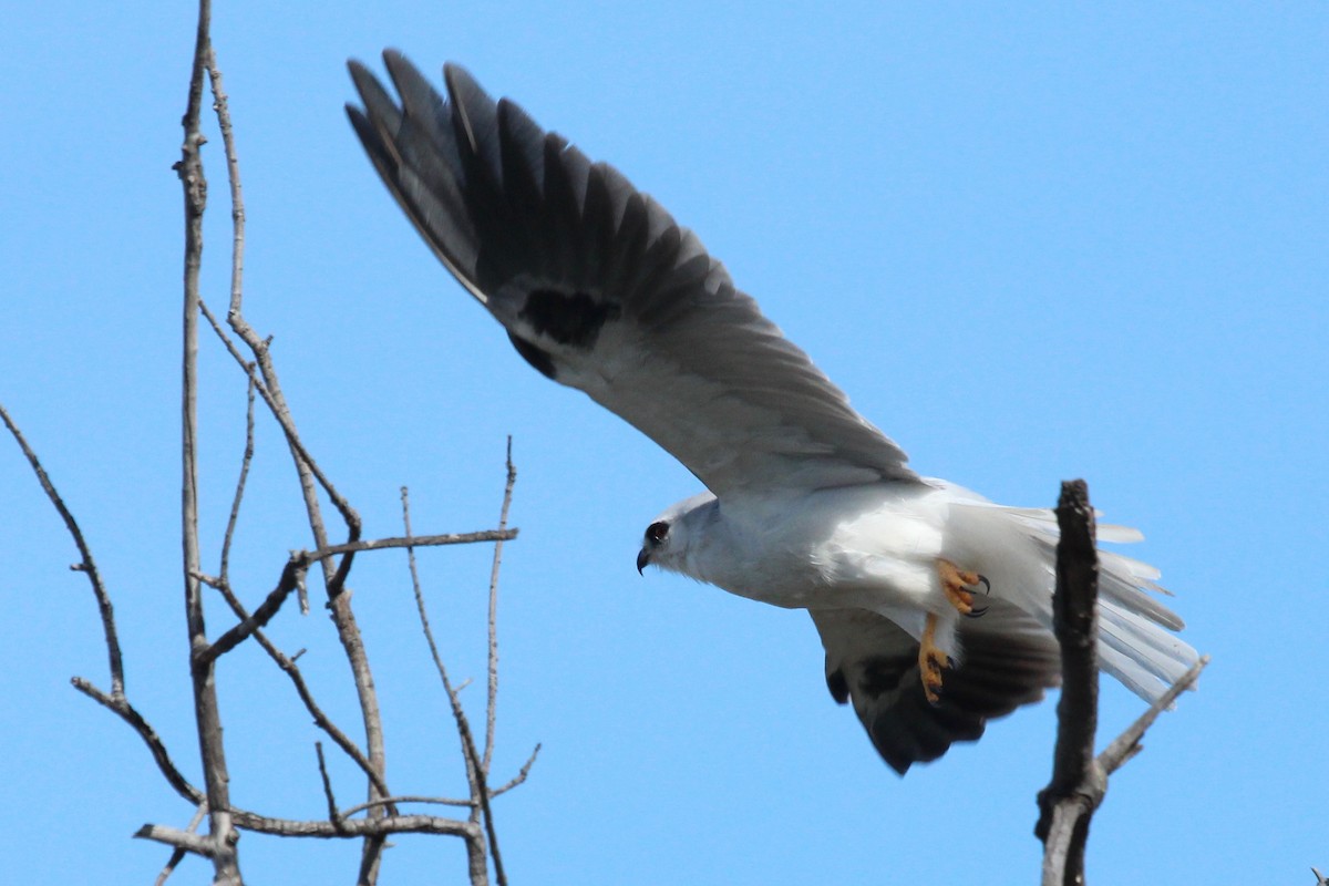 White-tailed Kite - Oscar Moss