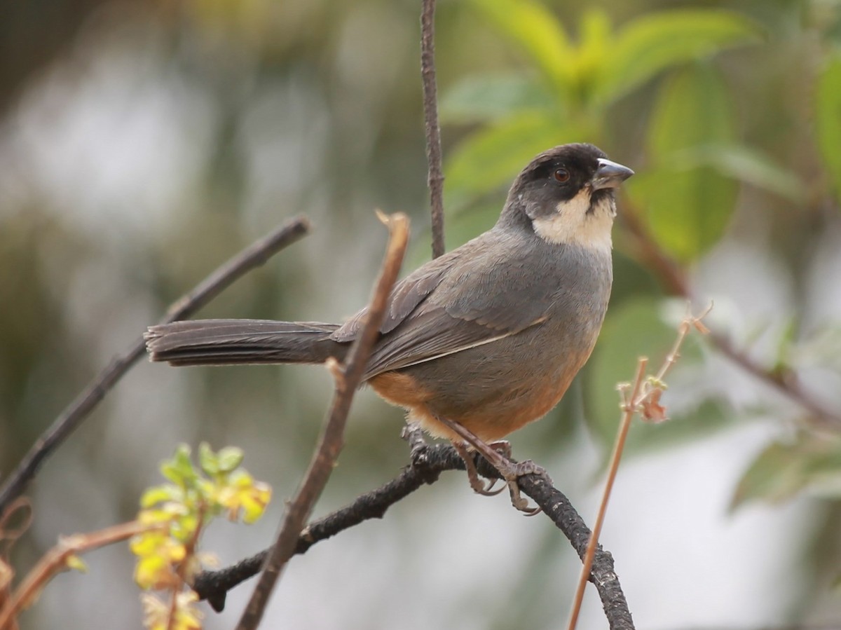 Rusty-bellied Brushfinch - Rutger Koperdraad