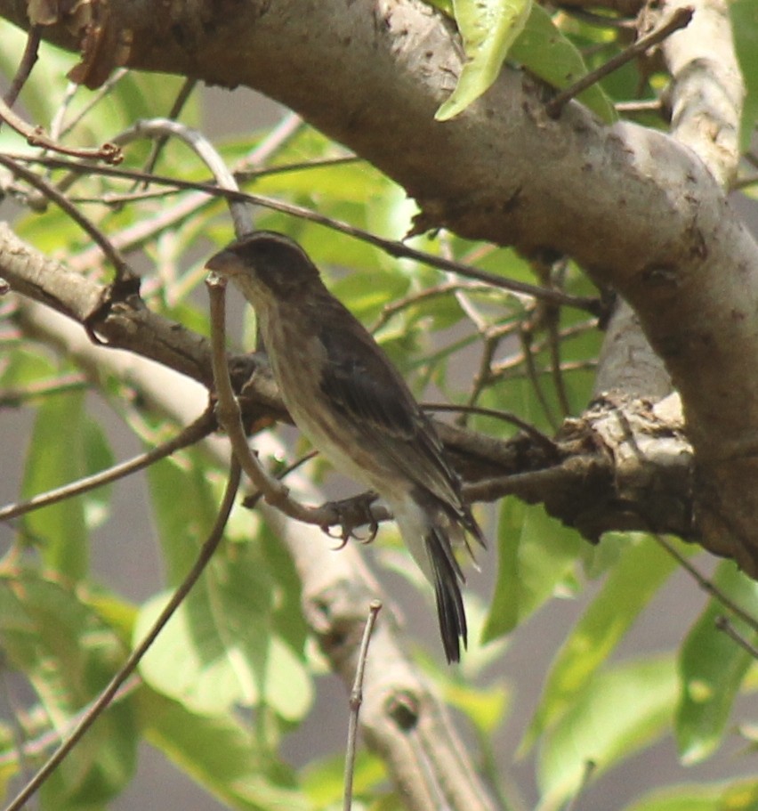 Reichard's Seedeater (Stripe-breasted) - Bassel Abi Jummaa