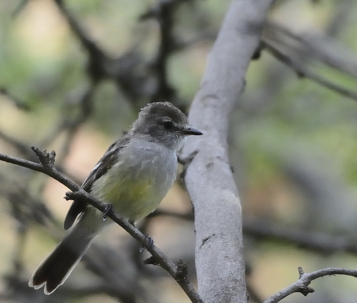 Northern Scrub-Flycatcher - ML75706101