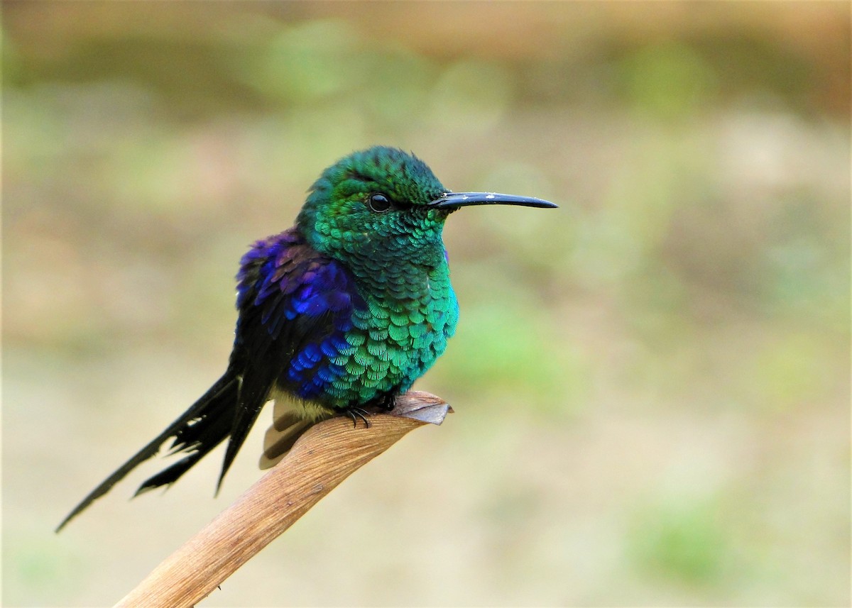 Long-tailed Woodnymph - Carlos Otávio Gussoni