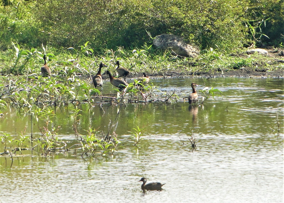 White-faced Whistling-Duck - Carlos Otávio Gussoni