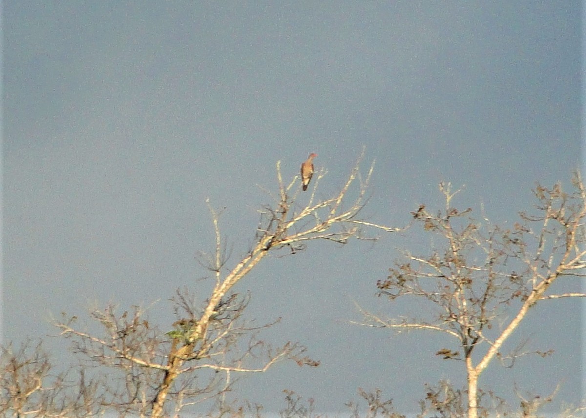 Scaled Pigeon - ML75711211