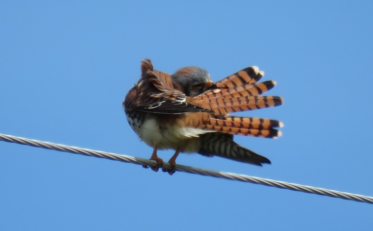 American Kestrel - Oliver  Komar