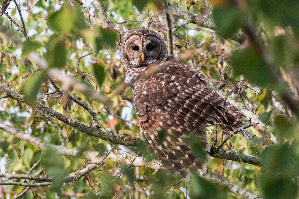 Barred Owl - ML75713141