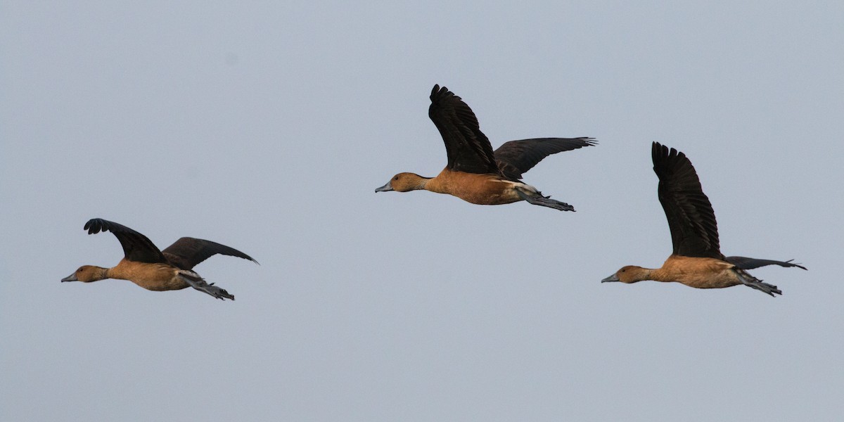 Fulvous Whistling-Duck - Steve Metchis