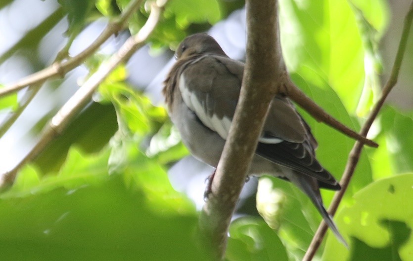 White-winged Dove - ML75715051