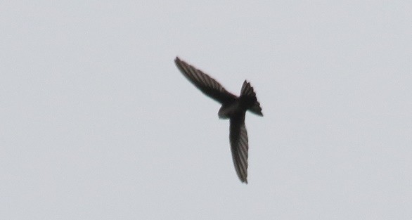 Antillean Palm Swift - ML75715071