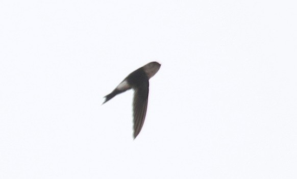 Antillean Palm Swift - ML75715101