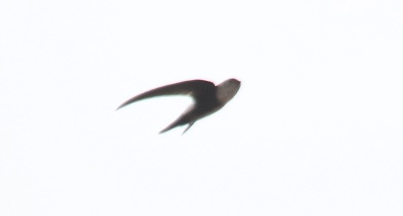 Antillean Palm Swift - ML75715151