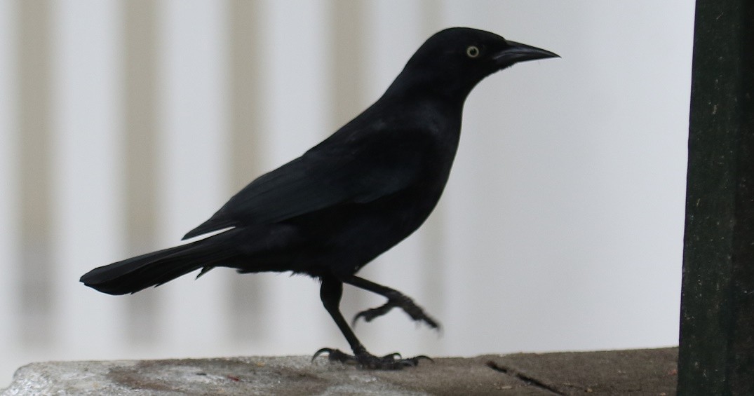 Greater Antillean Grackle - David Funke