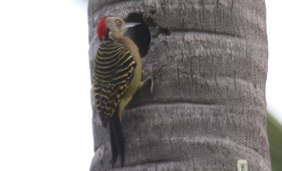 Hispaniolan Woodpecker - David Funke