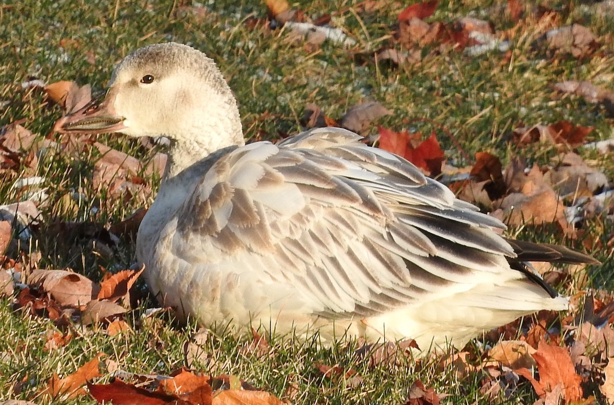 Snow Goose - ML75716651