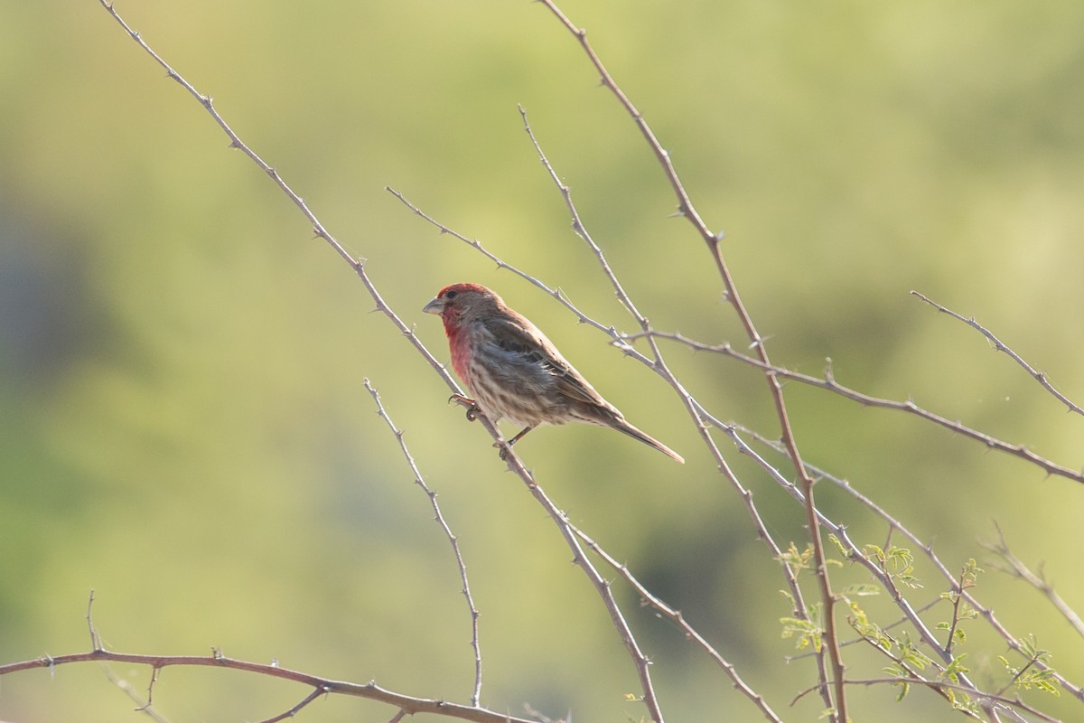 House Finch - ML75719351