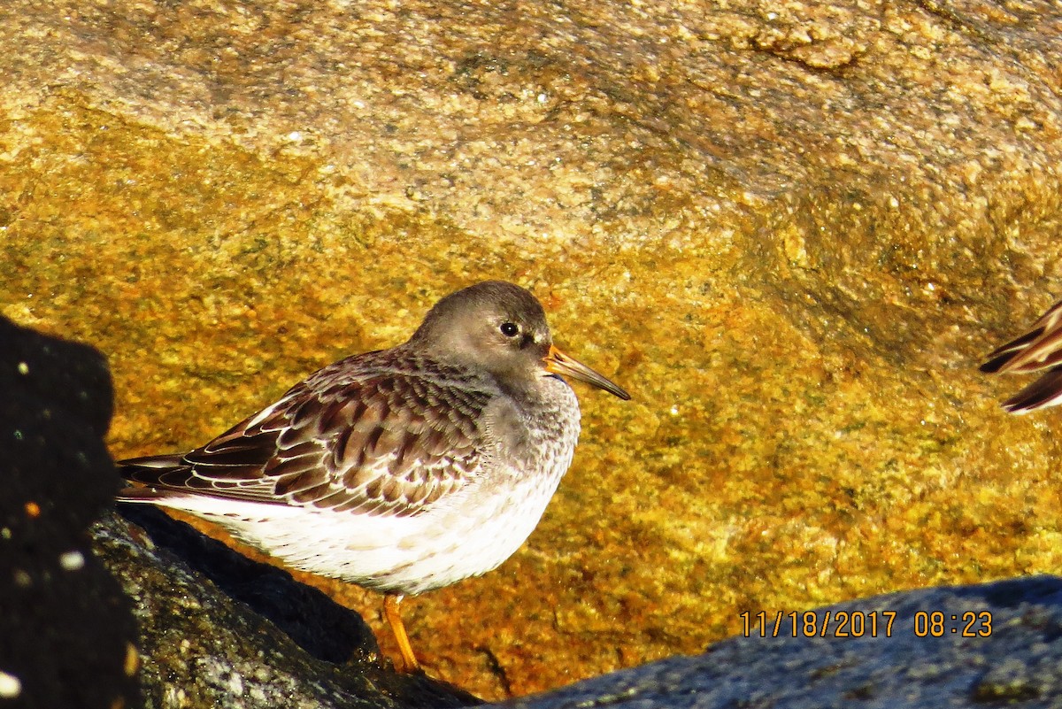 Purple Sandpiper - Michael Robertson