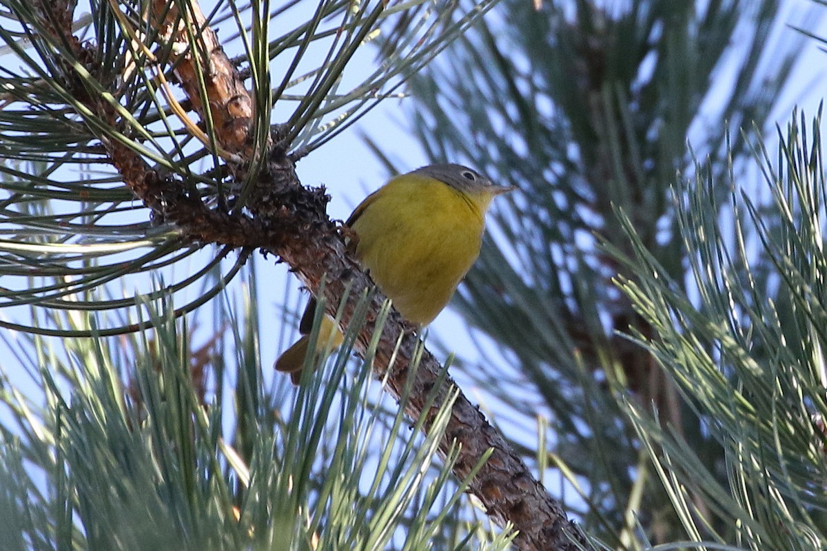 Nashville Warbler - Mark Chavez