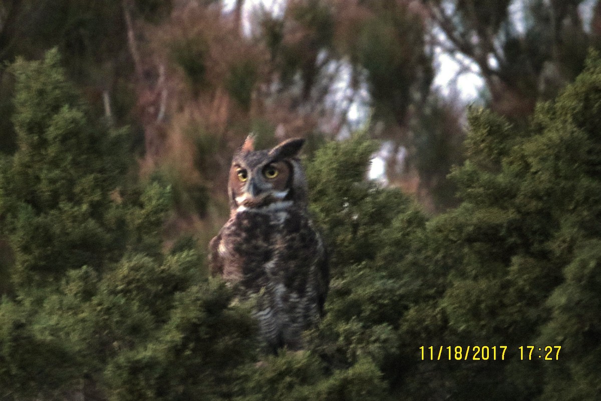 Great Horned Owl - ML75724201