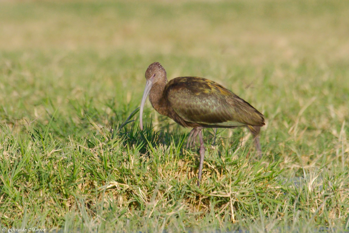 White-faced Ibis - Gerardo Marrón