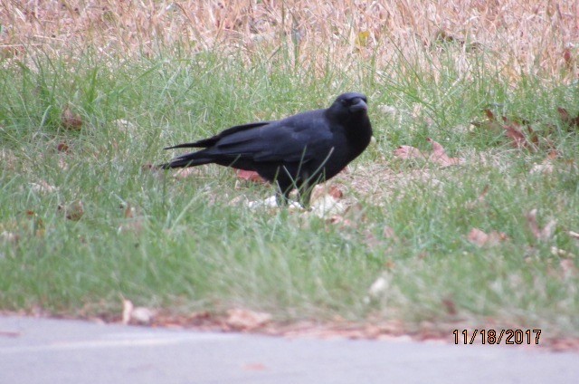 American Crow - ML75725441