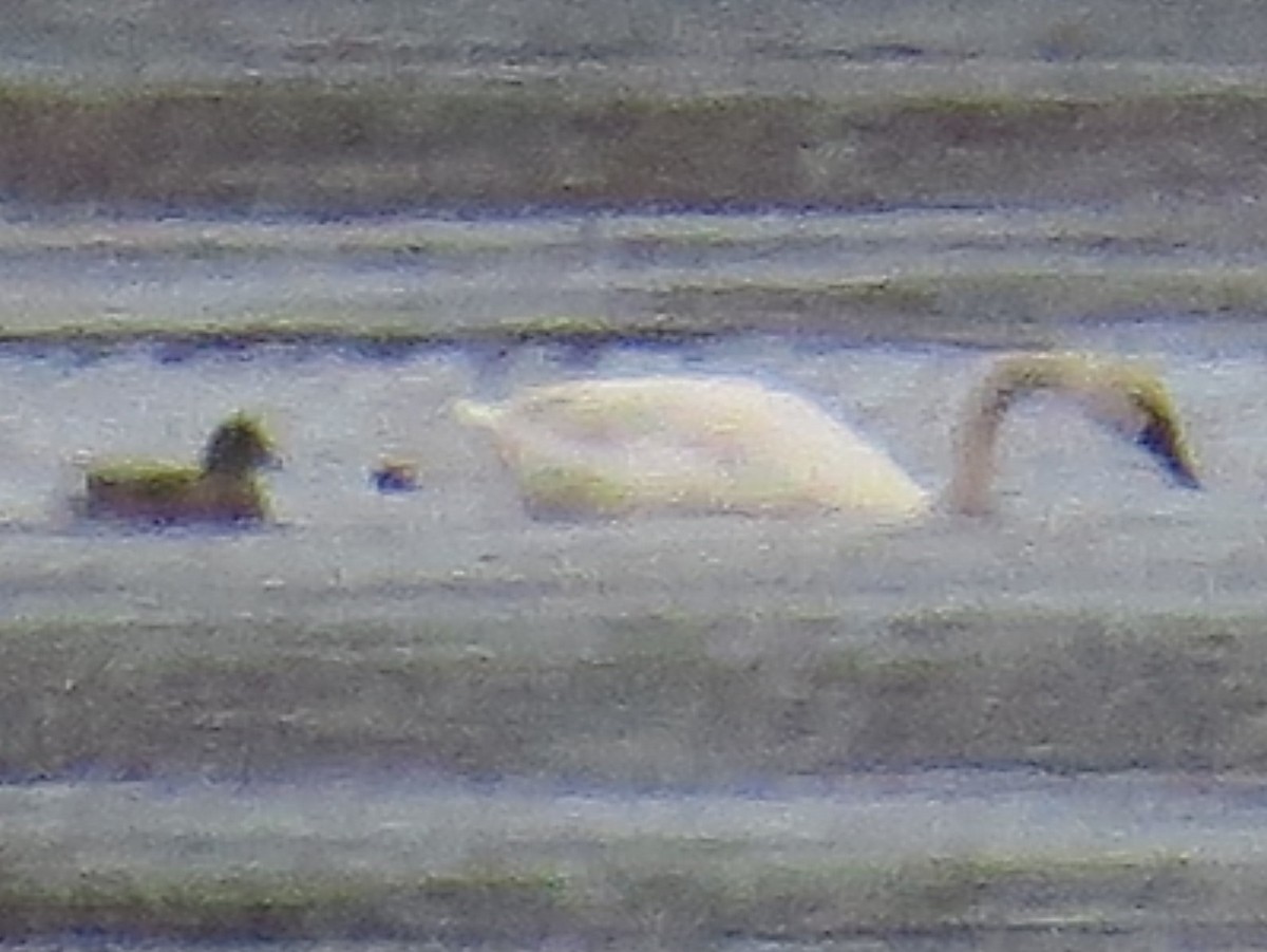 Cisne sp. - ML75725661