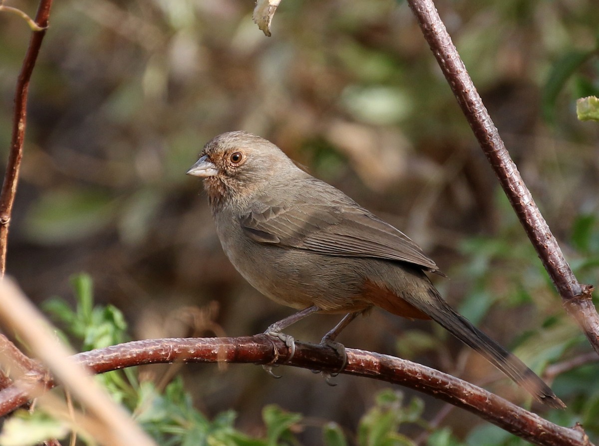 California Towhee - ML75725901