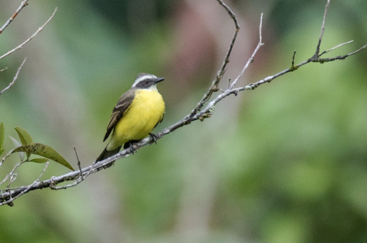 Social Flycatcher (Social) - ML75726201