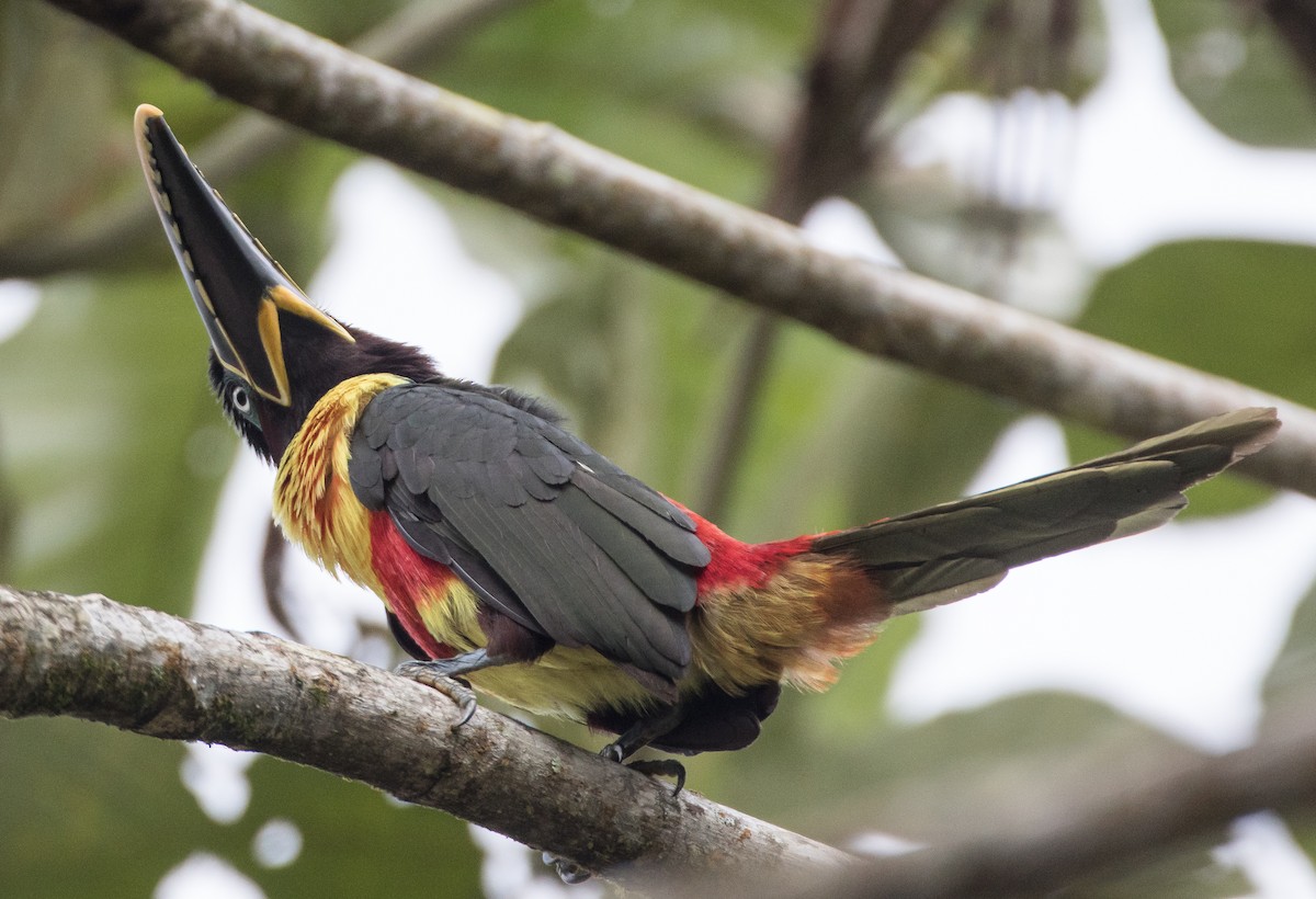 Chestnut-eared Aracari - Blake Matheson