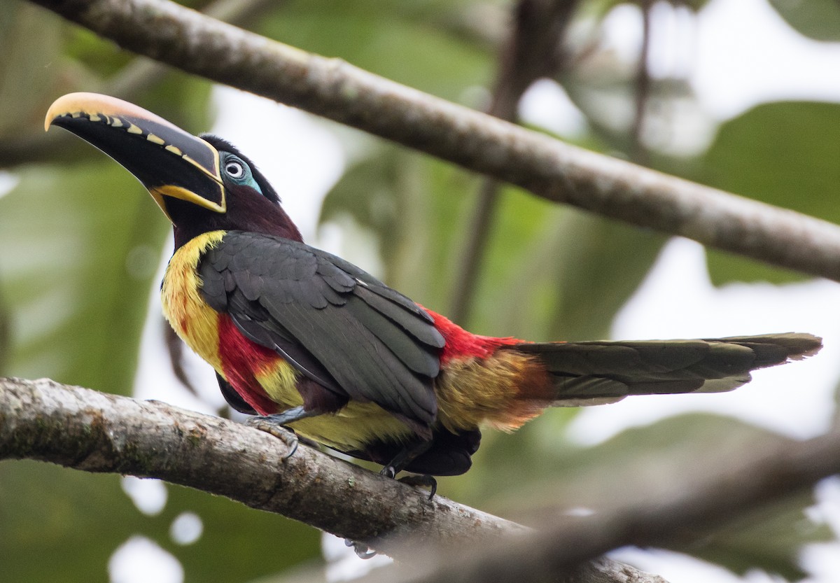 Chestnut-eared Aracari - ML75726401