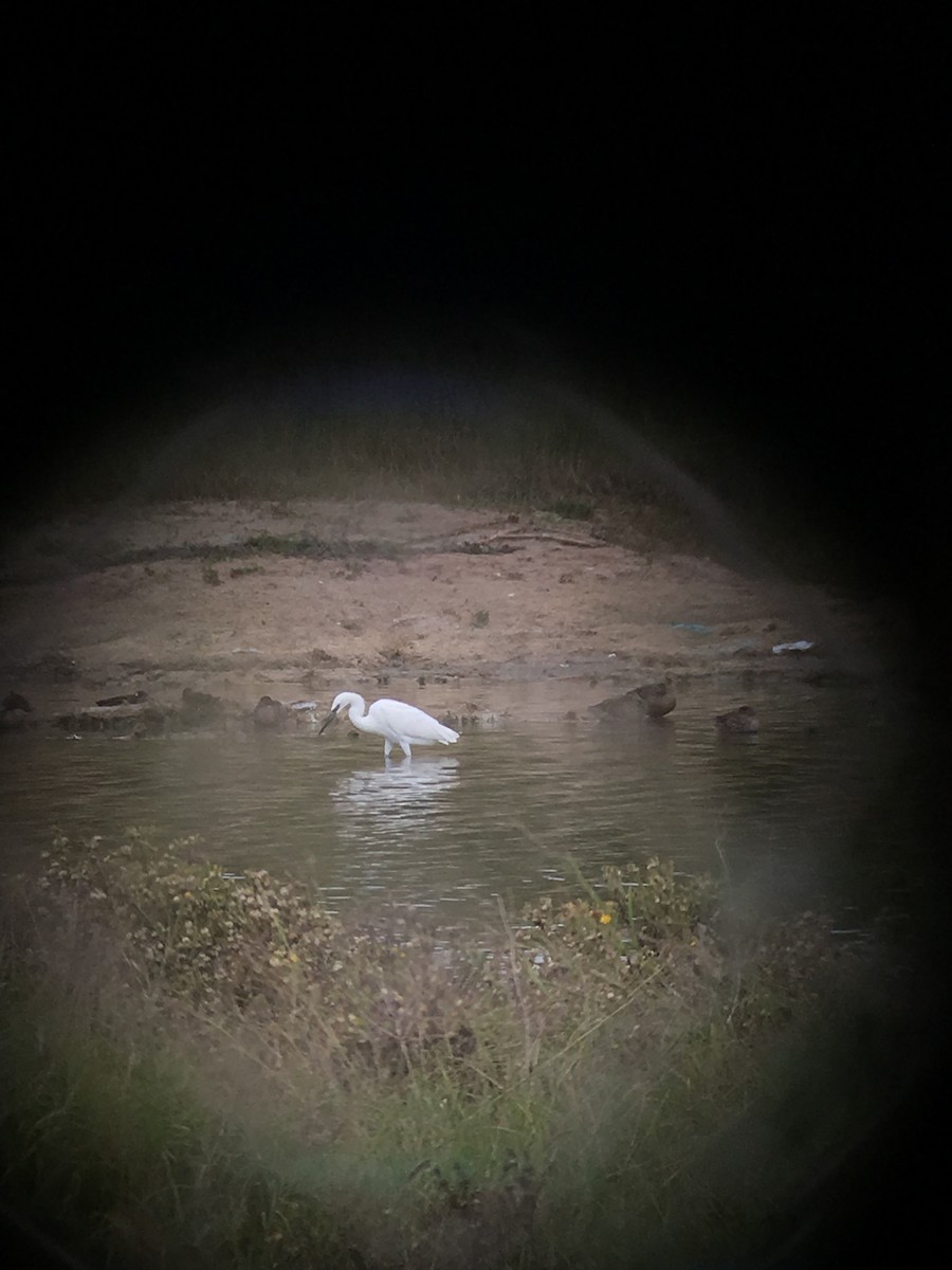 Reddish Egret - ML75726741