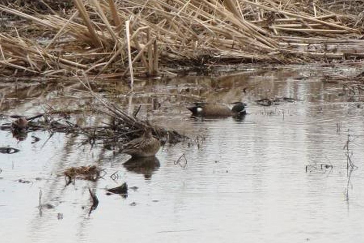 Blue-winged Teal - ML75727181