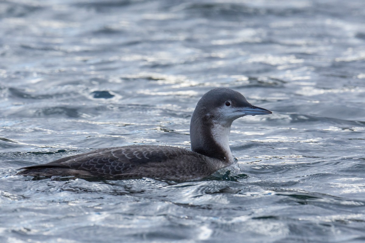 Pacific Loon - Jeff Bleam