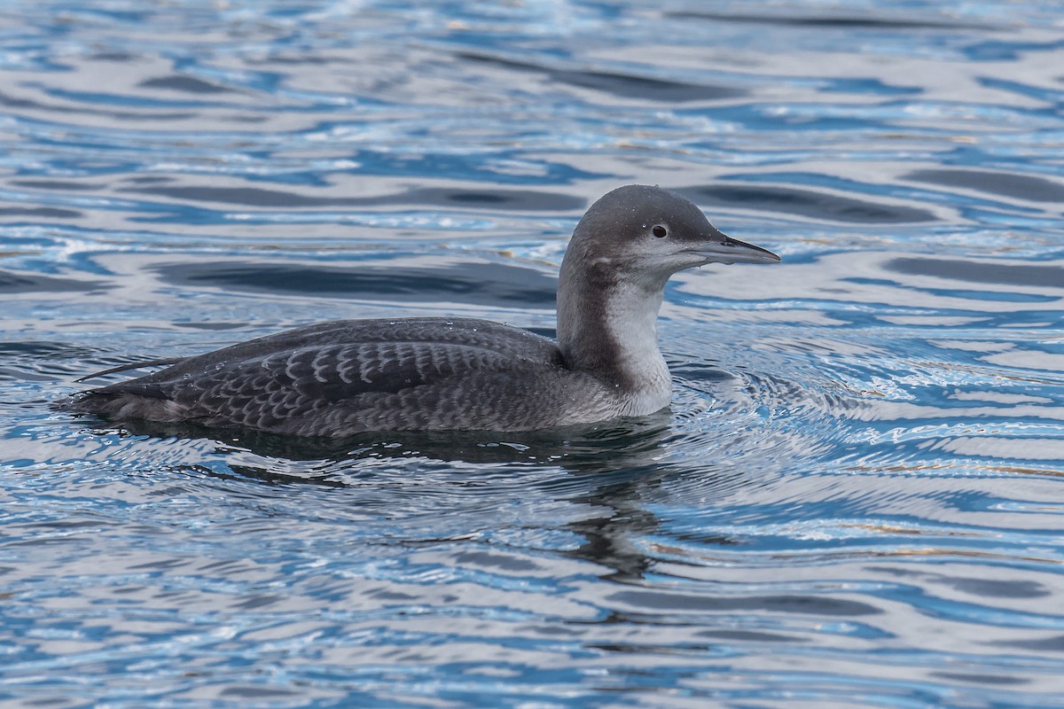 Pacific Loon - Jeff Bleam