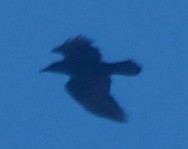 Common Raven - ML75727841