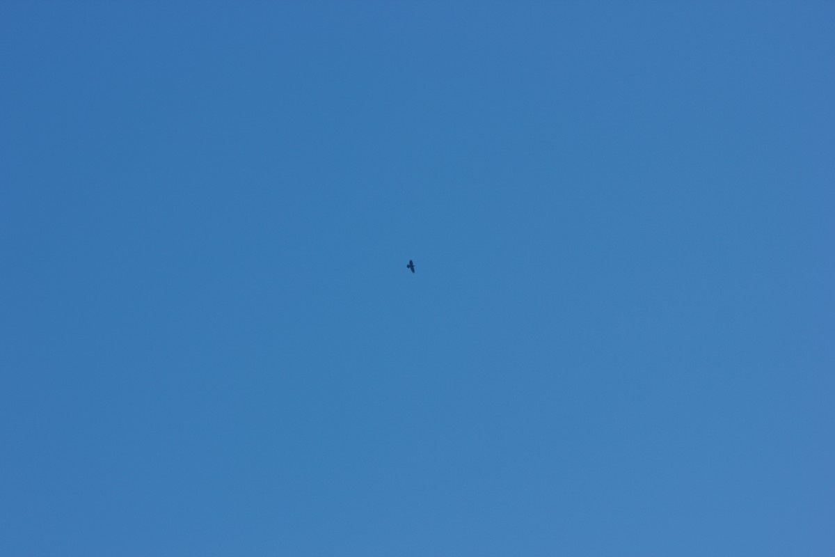 Common Raven - ML75727871