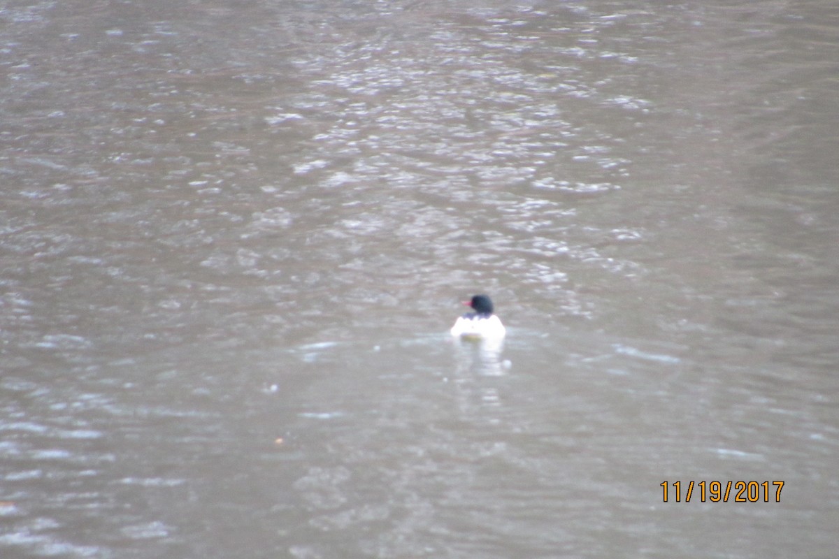 Common Merganser - Mickey Ryan