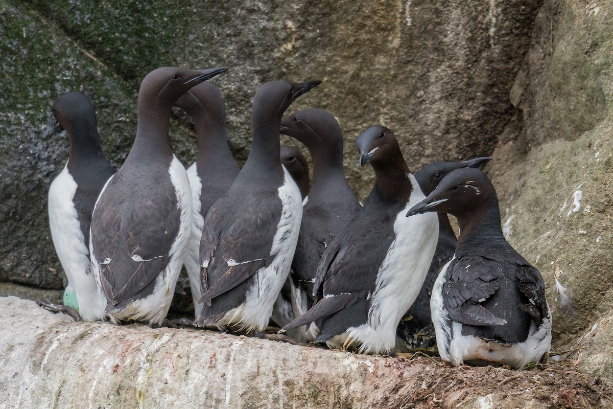 Thick-billed Murre - Jeff Bleam