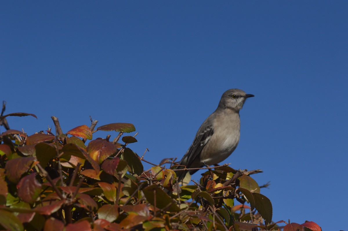 Northern Mockingbird - ML75729261