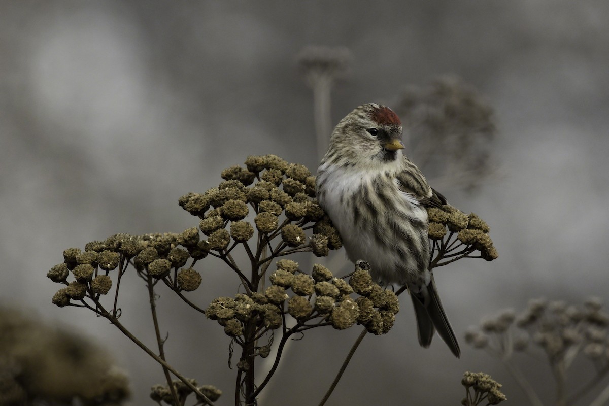 Common Redpoll - Thomas Kallmeyer