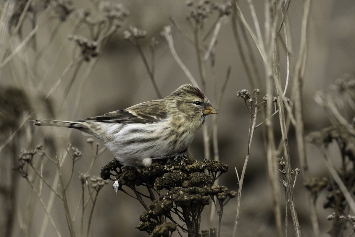 Common Redpoll - ML75729651