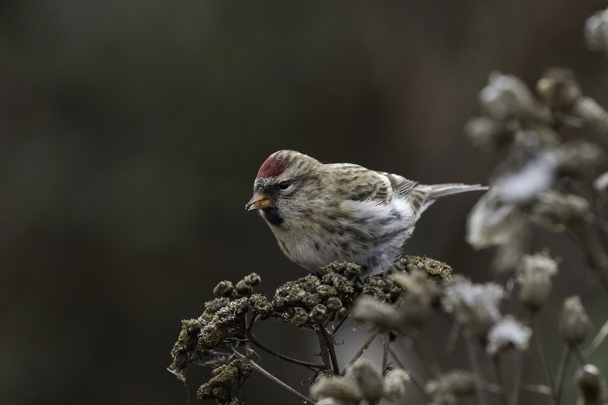 Common Redpoll - Thomas Kallmeyer