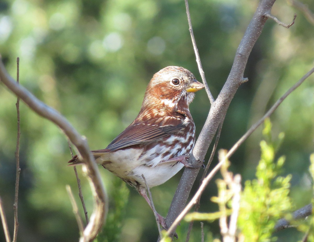 Fox Sparrow - ML75731811