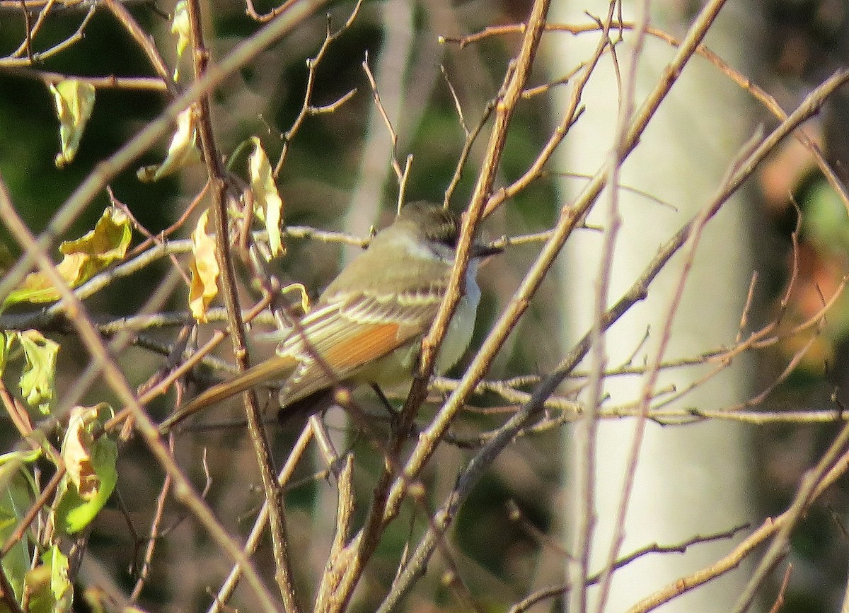 Ash-throated Flycatcher - ML75732241