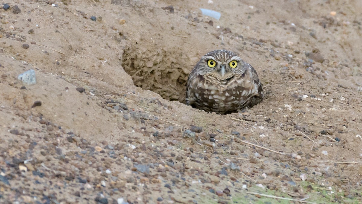 Burrowing Owl - Dan Hackley