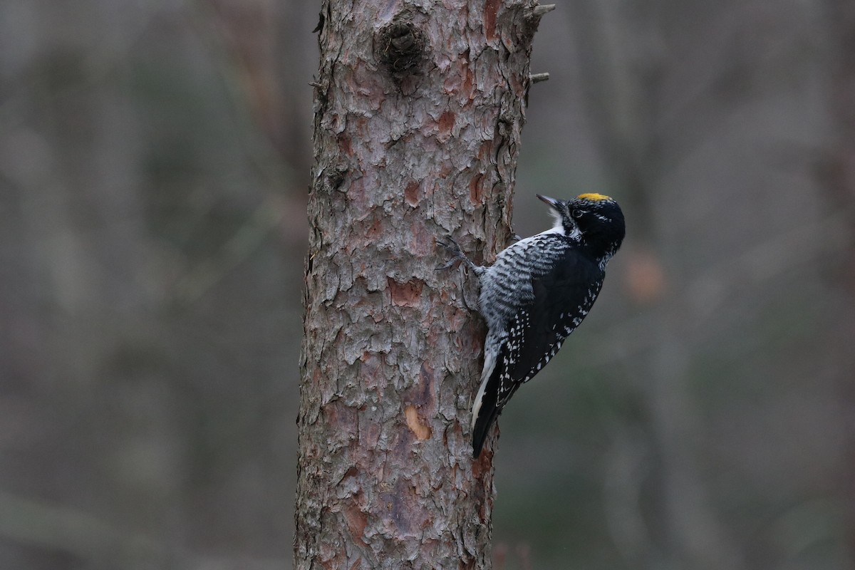 American Three-toed Woodpecker - Gilles Falardeau