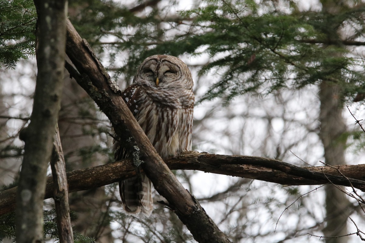 Barred Owl - Gilles Falardeau