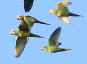 Yellow-chevroned Parakeet - Paulo Krieser