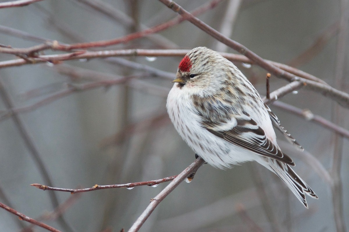 Redpoll (Hoary) - ML75739601
